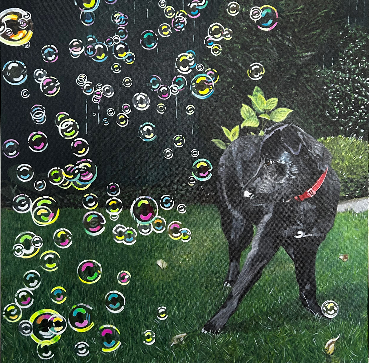 Murray–Bubbles